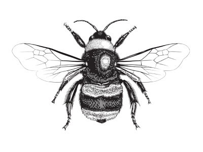 Bee bee black and white bumble bee bumblebee drawing honey honeybee illustration insect line art vector