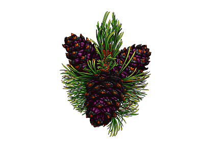 White Pine conservation evergreen illustration needles pine pinecone tree vector vector art