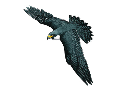 Peregrine Falcon bird bird of prey conservation falcon illustration peregrine vector vector illustration