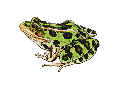 Northern Leopard Frog conservation frog illustration toad vector