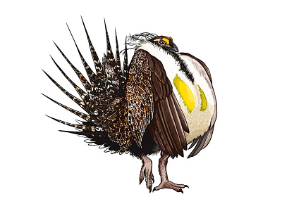 Greater Sage Grouse bird conservation grouse illustration sage vector