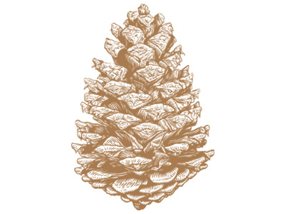 Pine Cone art greeting card illustration pine cone print