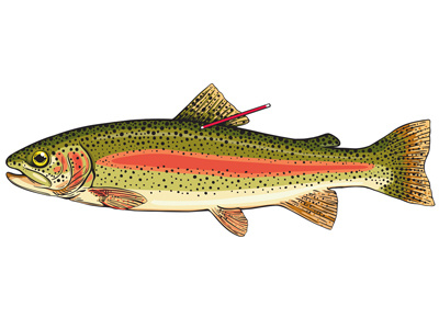 Tagged Trout art fish illustration trout