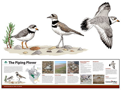 ACA Park Signage birds conservation illustration maps parks piping plover sign signage