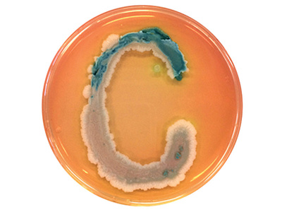 Bacteria typography bacteria font letter life microbe raven van baak science typography