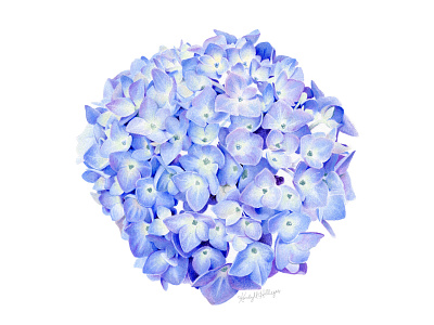 Hydrangea