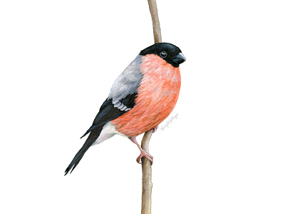 Eurasian Bullfinch