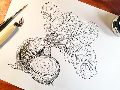 Beet. alochol brush calligraphy crosshatch drawing illustration ingredients ink linework organic pen vegetable