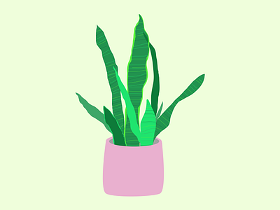 Illustration - Snake Plant figma figma illustration illustration illustrations learning plant plant illustration