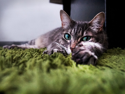 Cat lying on carpet - Photography - Justine Montreuil