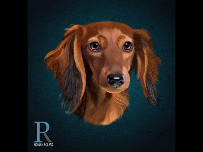 Dachshund Realistic Illustration art dachshund digital dog high detail illustration painting photoshop print on demand t shirt print wall art