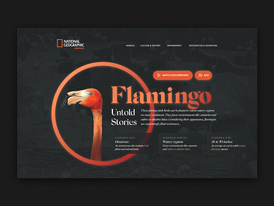 Flamingo Docu Series animal bird clean design designer flamingo minimal national geographic netflix product design redesign streaming typography ui ux web design