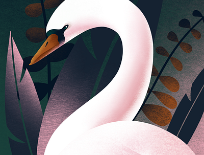 Swan 100daysofillustration illustration procreate