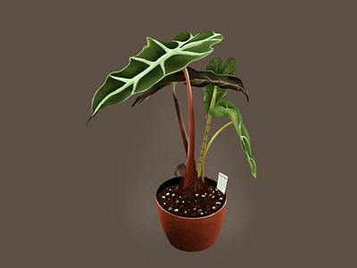 Alocasia 100daysofillustration illustration procreate