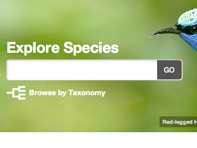 Explore Species search