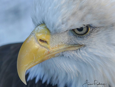American Bald Eagle bird bird icon bird logo branding logo macro photography wildlife