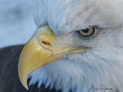 American Bald Eagle