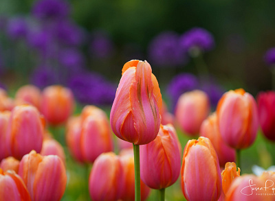 Stand Tall branding logo photo photography standup tulips