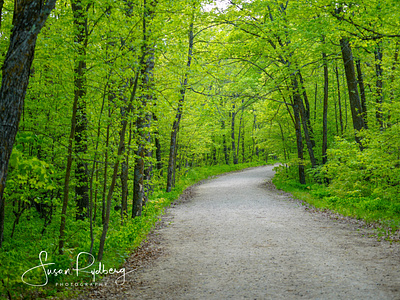 Forest Road