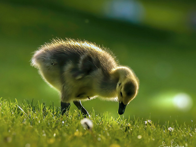 Cute Gosling