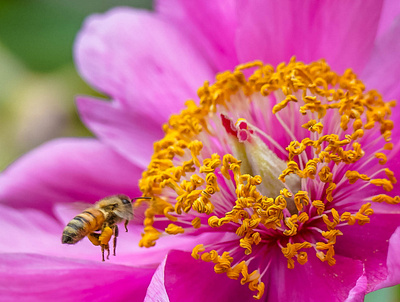 Honey Bee Hovering over Peony bee branding education honey bee insect macro photography pollination wildlife