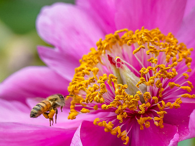 Honey Bee Hovering over Peony
