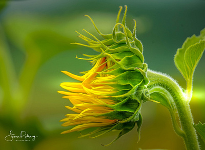 Sunflower in the Light agriculture botany branding closeup design health lighting logo macro natural nature photography sun sunflower sunlight wellness