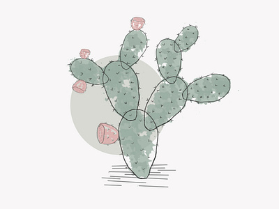 Opuntia robusta