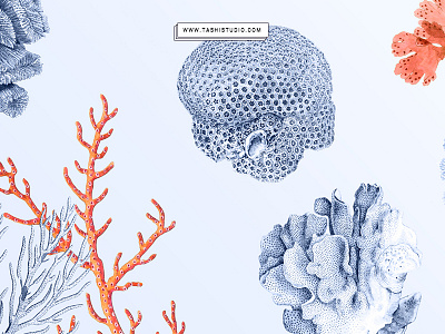 coral prints art corals crustacean design fabric florals handpainted illustration ocean patterns sea seamless textiles watercolor