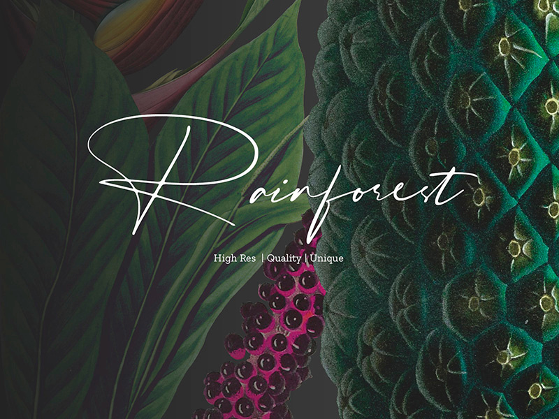Rainforest tropical leaves forest tropical designs art fabric illustration florals design textiles seamless prints patterns