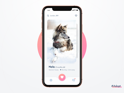 Adopt adopt app concept beautiful dog ui ux user interface design ux design