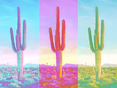 Duotone Saguaros