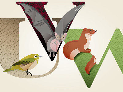 U V W 36 days of type animals illustration lettering type design vampire bat vector weasel