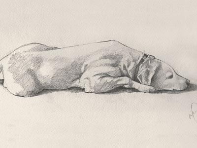 Lassie Rests drawing illustration pencil