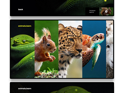 Learn Animals Web App