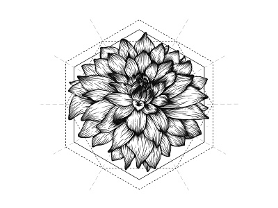 Dahlia Flower Ink dahlia doodle drawing flower ink sketch