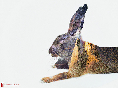 WILD Digital Exposure Series animal bunny double dslr exposure multiple nature photo photography rabbit wild wildlife