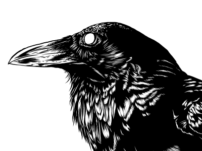 Crow WIP design drawing illustration