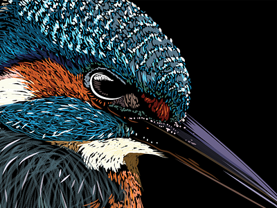 Kingfisher bird illustration kingfisher nature wildlife