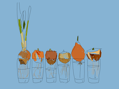 Onions germinated in shot glasses illustration