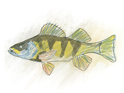 Fish fish illustration