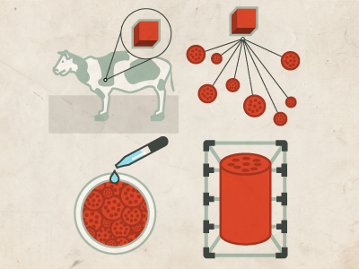 Illustrations for a guide to growing beef in a lab design feature illustration information