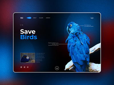 Save Birds bird website blue website clean noise background parrot ui ux website