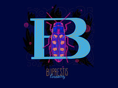 B Beetle beetle blue bug illustration insect lettering pink