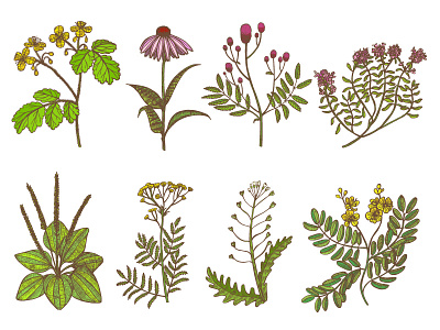 Herbs floral graphics hand drawn herbs illustrator medicinal plants