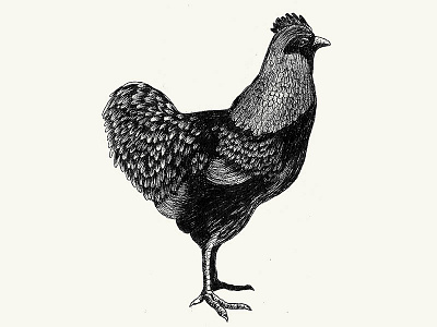 A Rooster illustration