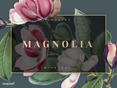 Magnolia : Blooming Floral Frame art beautiful blank blank space bloom blooming blossom botanical card celebration ceremony copyspace decoration decorative design design element design space floral flower magnolia