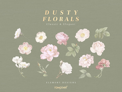 Dusty Flowers : Elements artwork beautiful bloom blossom botanical card collection compilation decoration decorative design dusty florals elegant element feminine floral flower girly graphic green