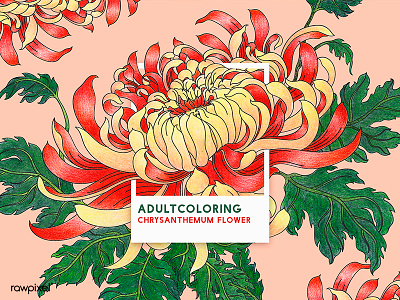 66 Pantone - Chrysanthemum Flower adultcoloring chrysanthemum drawing flower illustration japan pink
