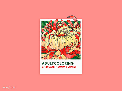 67 Pantone - Chrysanthemum Flower adultcoloring chrysanthemum colorpencil drawing graphic illustration japan rose pink